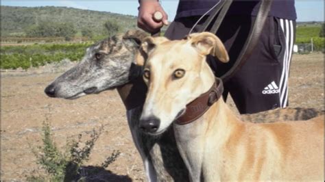 Caballos/Galgos .